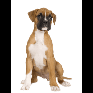 拳師犬幼犬坐姿肖像