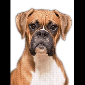 拳師犬肖像圖