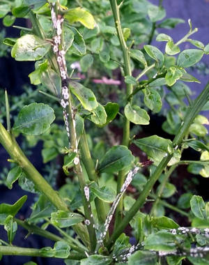 綠色柑橘植物莖幹，帶有白色蚜蟲和露珠葉片。 — 植物 壁紙