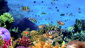 色彩繽紛的熱帶魚在清澈湛藍的海水中於珊瑚礁之間游動。