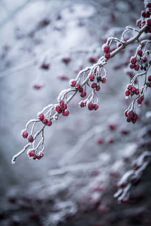 在白雪皚皚的冬季森林中，結滿紅色漿果的霜凍樹枝。 — 小米18 Fold 壁紙