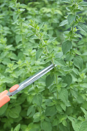 橙色剪刀在花園中剪下一根綠色香草莖。 — 小米Pad 7S Pro 12.5 壁紙