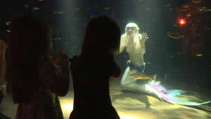 孩子們在水族箱中觀看美人魚表演者與魚一起。