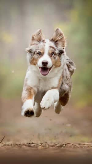 一隻快樂的澳洲牧羊犬幼犬在森林環境中跳躍。