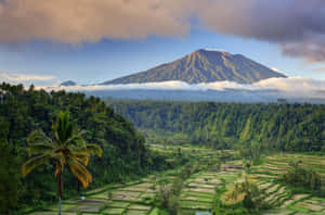 多雲天空下，熱帶山景，有梯田和棕櫚樹。