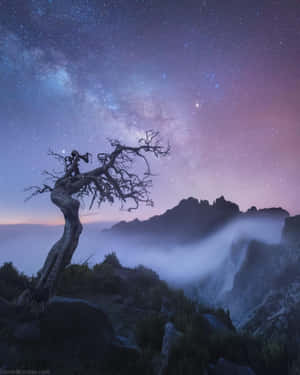 星空下山脊上的扭曲樹木，銀河和下方的霧氣。