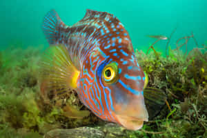 色彩繽紛的魚，帶有藍色條紋和黃色魚鰭，在綠色海藻間游動。 — MacBook Air M3 壁紙