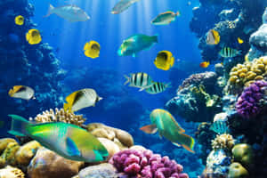 探索水族館的寧靜之美。 — MacBook Air 15 壁紙