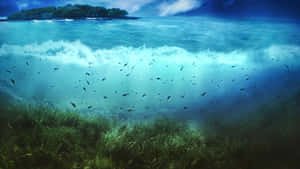 水下場景，魚群在海草和拍打的海浪附近游動。 — 水下 壁紙