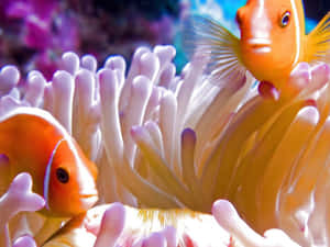 兩條橙色小丑魚在水下依偎在粉紅色和白色的海葵中。