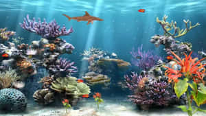 色彩繽紛的珊瑚礁，魚兒和鯊魚在陽光下游泳。