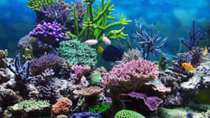 色彩繽紛的珊瑚礁，熱帶魚在清澈的藍色海水中游動。