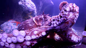 一隻帶有發光吸盤的紫色章魚在水族館的岩石上休息。