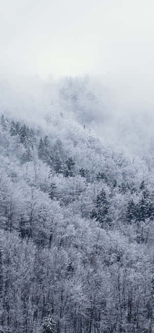 冬日霧氣瀰漫的山上白雪覆蓋的森林。