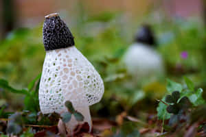 白色蜂巢菇，帶有黑色菌蓋，生長在綠色草地上。 — 蘑菇 壁紙