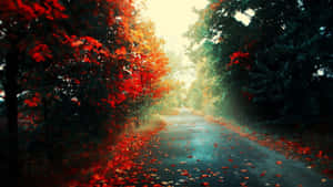 一條霧氣瀰漫的秋日道路，兩旁是紅色和橙色的樹木以及落葉。