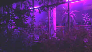 紫色霓虹燈穿過被黑暗樹葉包圍的玻璃面板在夜晚閃耀。