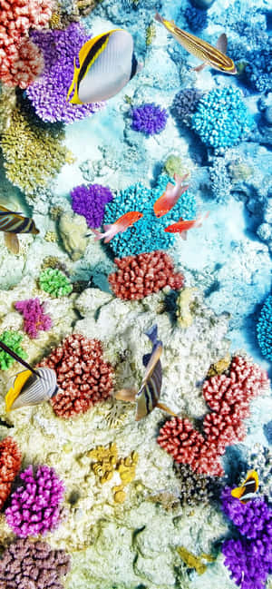 色彩繽紛的珊瑚礁，熱帶魚在清澈的藍色海水中游動。 — Pixel 7 壁紙