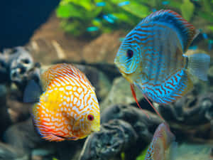 兩條色彩繽紛的七彩神仙魚在水族箱中與岩石和植物一起游泳。 — 水下 壁紙