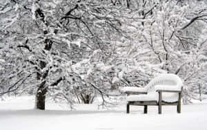 冬季公園中積雪樹木下的雪覆蓋長凳