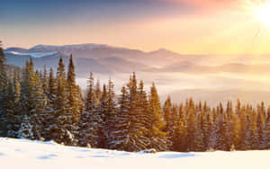 日出時白雪覆蓋的松林，背景是霧濛濛的山脈 — 日出 壁紙
