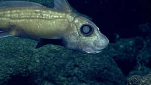 大眼深海魚在暗石附近游泳
