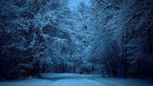夜晚積雪的森林小徑，樹木被霜覆蓋，天空湛藍。