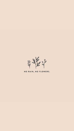 米色背景上，三株線條畫植物，附有引文 no rain no flowers。 — 窩心語錄 壁紙