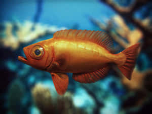 一條明亮的橙色魚在藍色水中靠近珊瑚游泳。 — 動物 壁紙