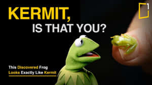 手指上嘅小綠色青蛙同Kermit the Frog木偶，兩者都表現出驚訝。