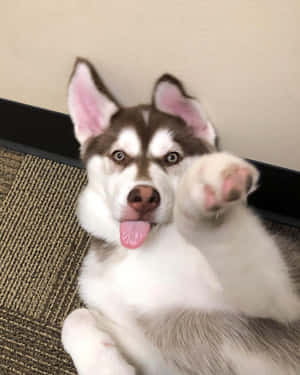 一隻哈士奇幼犬躺著，伸出舌頭，爪子舉起做出揮手的姿勢。