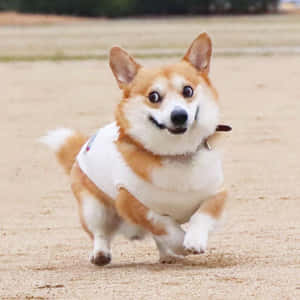 一隻快樂的哥基犬穿著背心在沙地上精力充沛地奔跑。