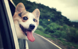 哥基犬在風景優美的山路上將頭伸出車窗外 — 哥基 GIF 壁紙