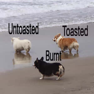 三隻哥基犬在濕沙上，靠近海浪，標籤為untoasted toasted and burnt。