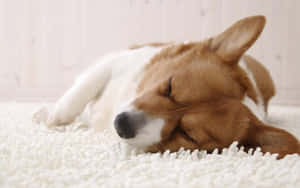 一隻柯基犬睡在白色長毛地毯上。