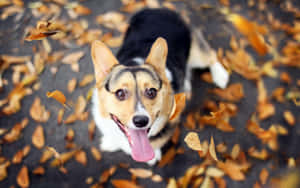 一隻快樂的哥基犬伸出舌頭，被落下的秋葉包圍。
