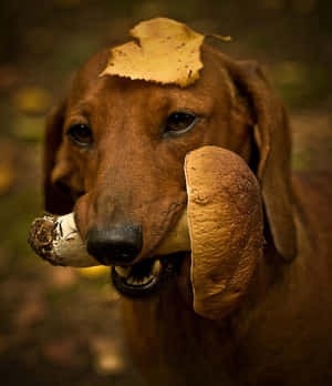 一隻臘腸犬在森林裡，頭上有一片葉子，叼著一個蘑菇。