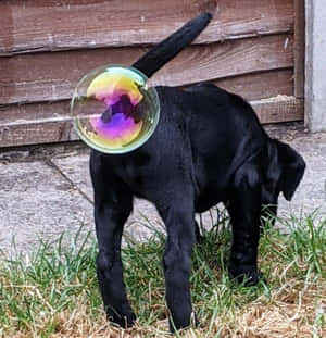 黑色拉布拉多幼犬背上黏著肥皂泡站在草地近木柵欄