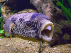 河豚喺水族箱張開嘴露出牙齒 — 動物 壁紙