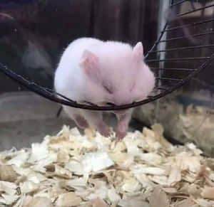 一隻白色倉鼠在有木屑的籠子裡的鐵絲吊床上睡覺。