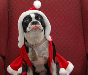 一隻穿著聖誕老人服裝的波士頓㹴犬坐在紅色沙發上。