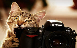 一隻虎斑貓在室內頑皮地拿著一部Nikon D700相機。