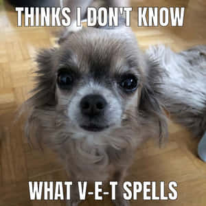 一隻芝娃娃用大眼睛向上望，文字說 'THINKS I DON'T KNOW WHAT V-E-T SPELLS'。 — 狗 壁紙