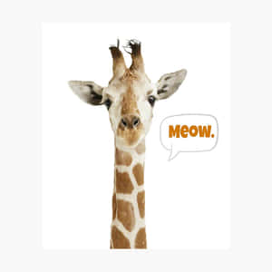 長頸鹿帶有寫著「Meow.」的對話氣泡。
