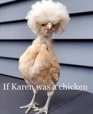 毛茸茸的雞，灰色牆板上寫著「If Karen was a chicken」。