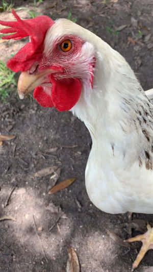 一隻白色雞有紅色雞冠同肉垂喺泥地上。
