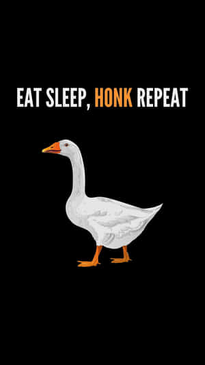 白色鵝，有橙色喙和腳，在文字 eat sleep honk repeat 下方。