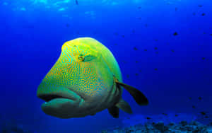 一條大型有圖案的魚在珊瑚礁附近的藍色海水中游泳。 — 動物 壁紙