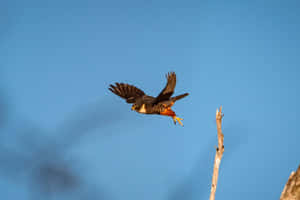 一隻游隼在清澈的藍天中飛行，靠近一根光禿的樹枝。