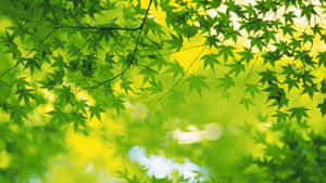 陽光穿過茂密的綠色楓葉，在森林樹冠中過濾。